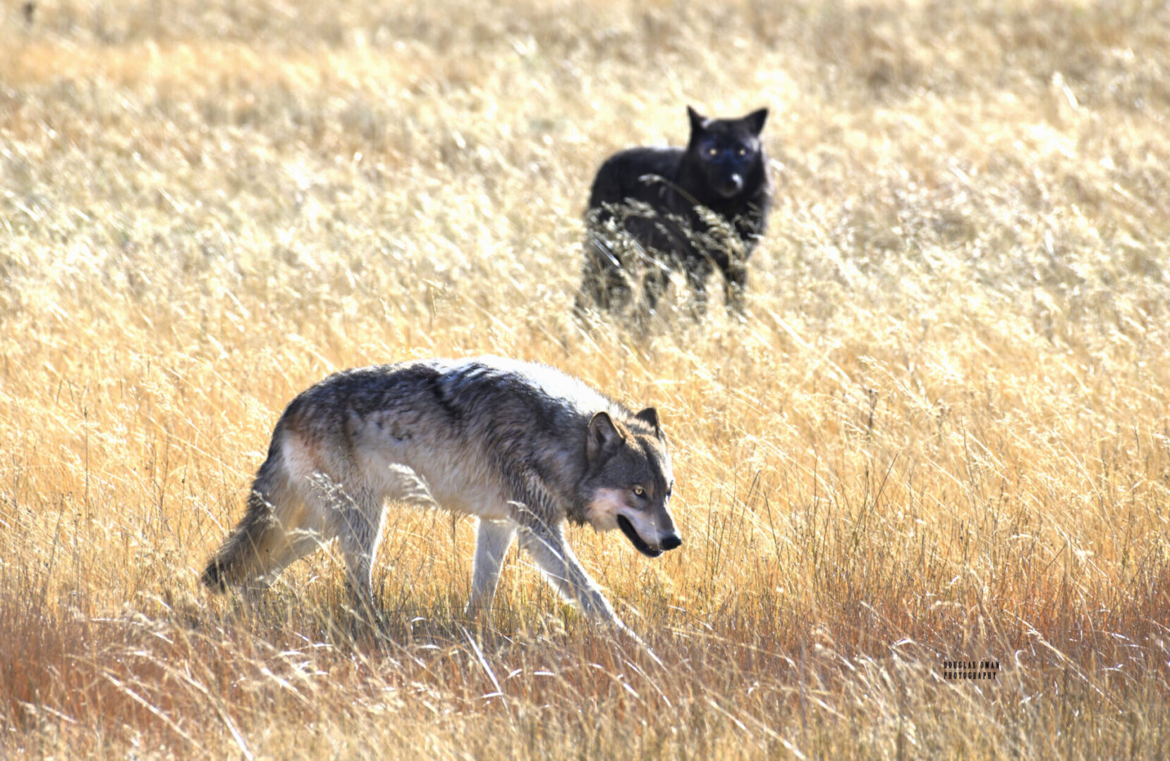 Two dogs running in a field of tall grass.