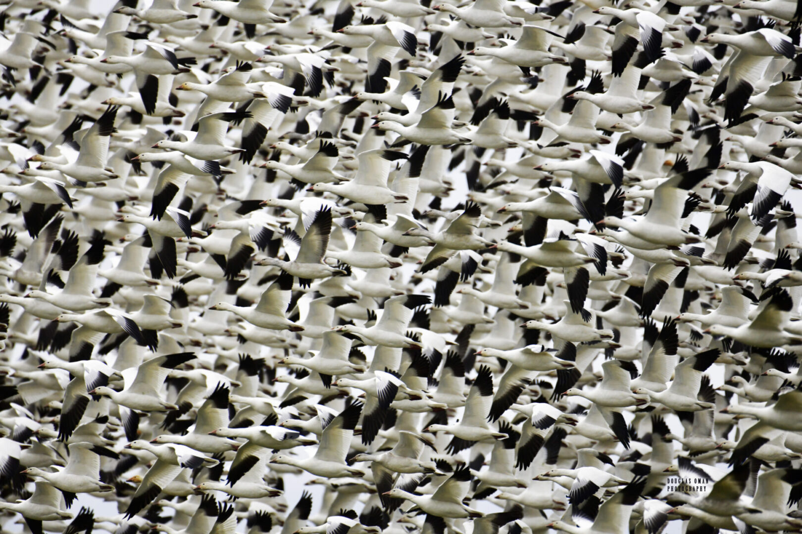 A flock of birds flying in the sky.