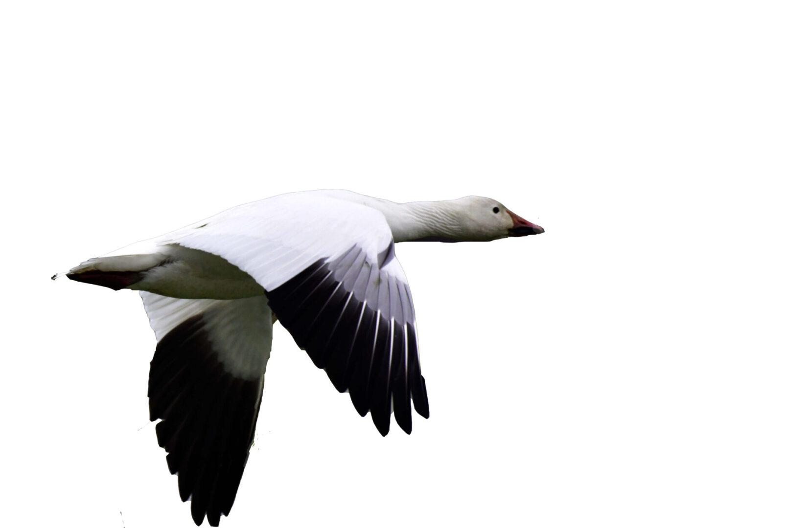 A white duck flying in the sky with its wings spread.