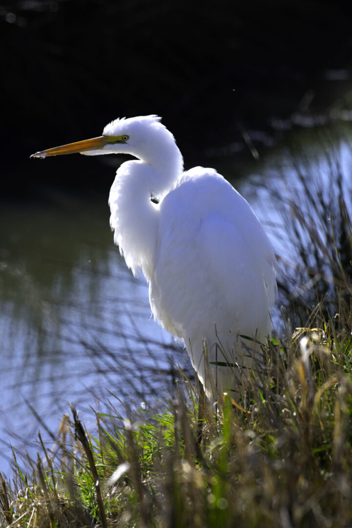 A white bird standing in tall grass near water.