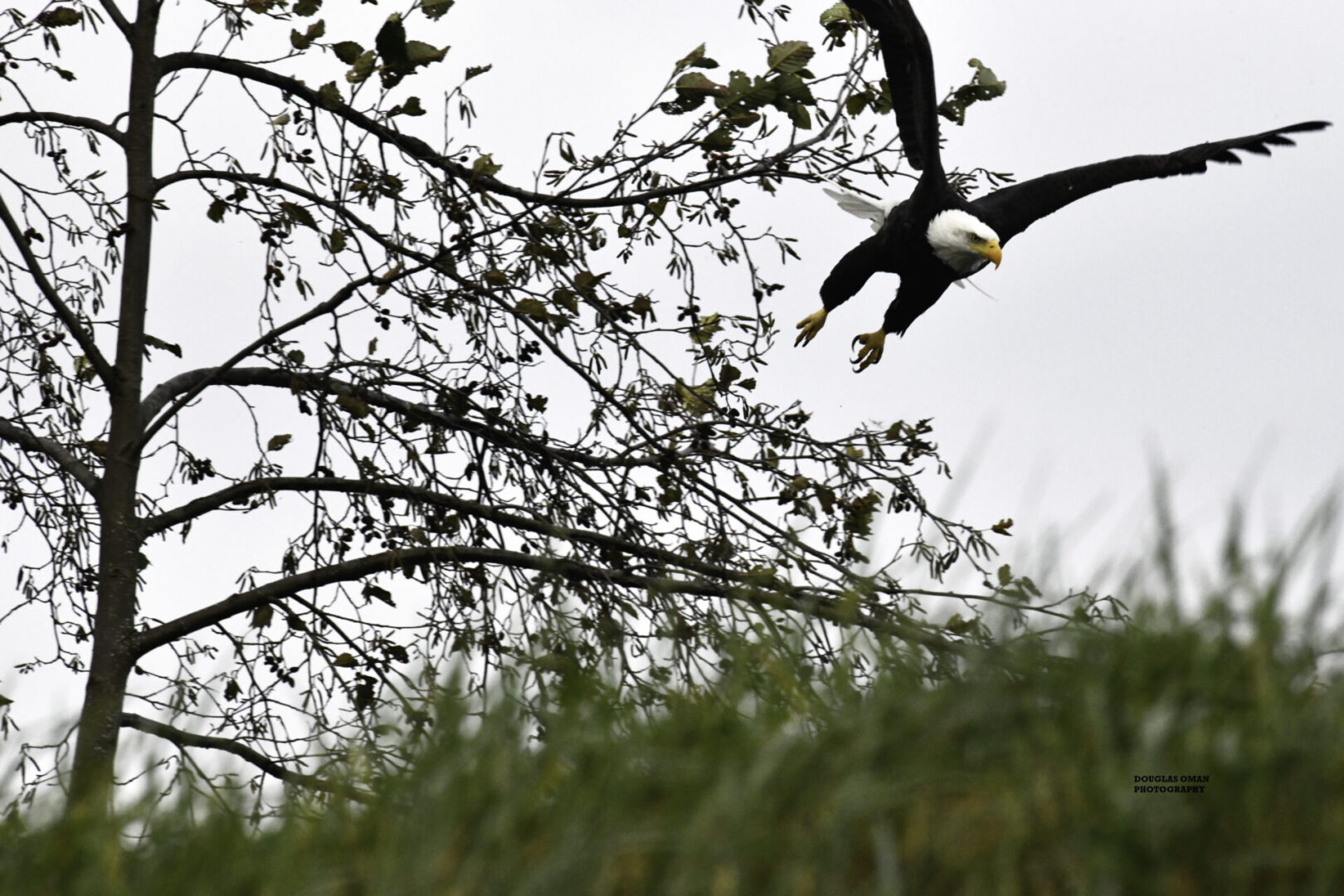 A bald eagle flying through the air near trees.