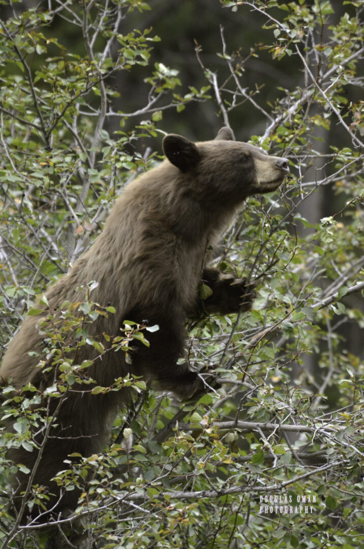 A bear is climbing in the trees