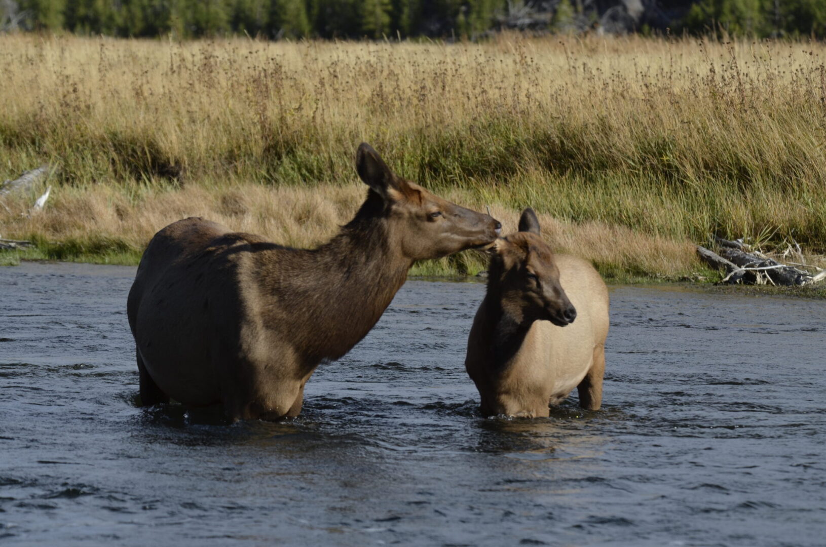 Two animals in a body of water near each other.