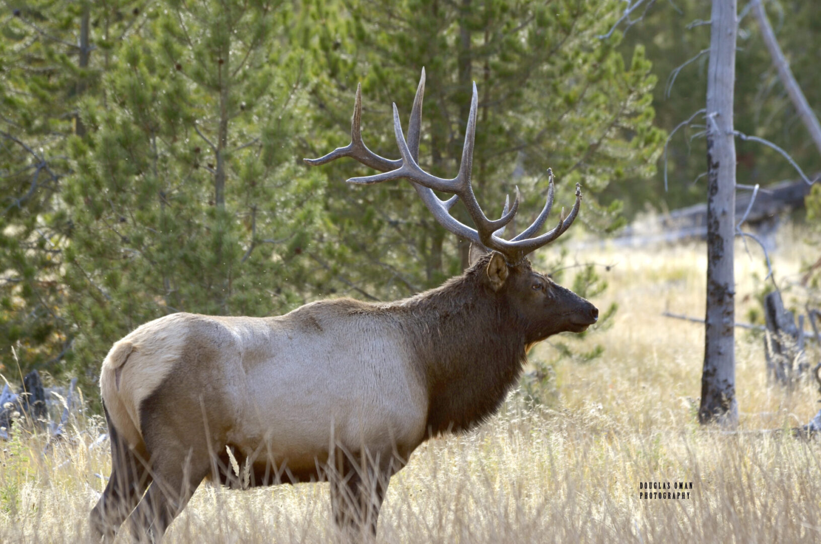 A large elk with big horns standing in the grass.