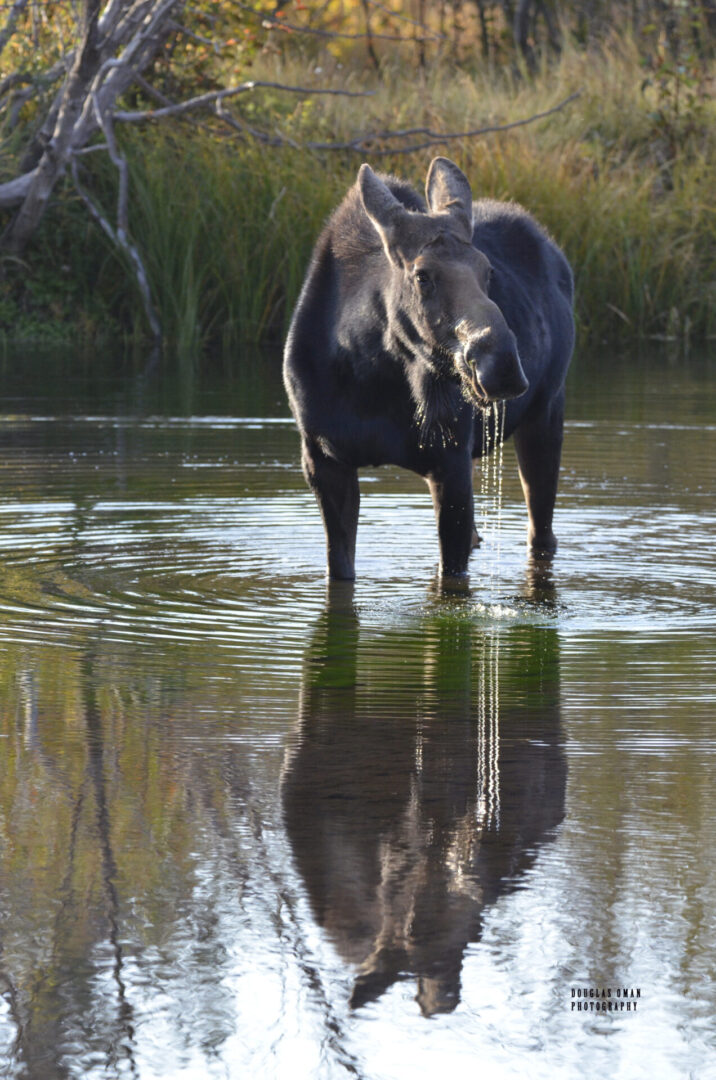 A moose standing in the water with its reflection.