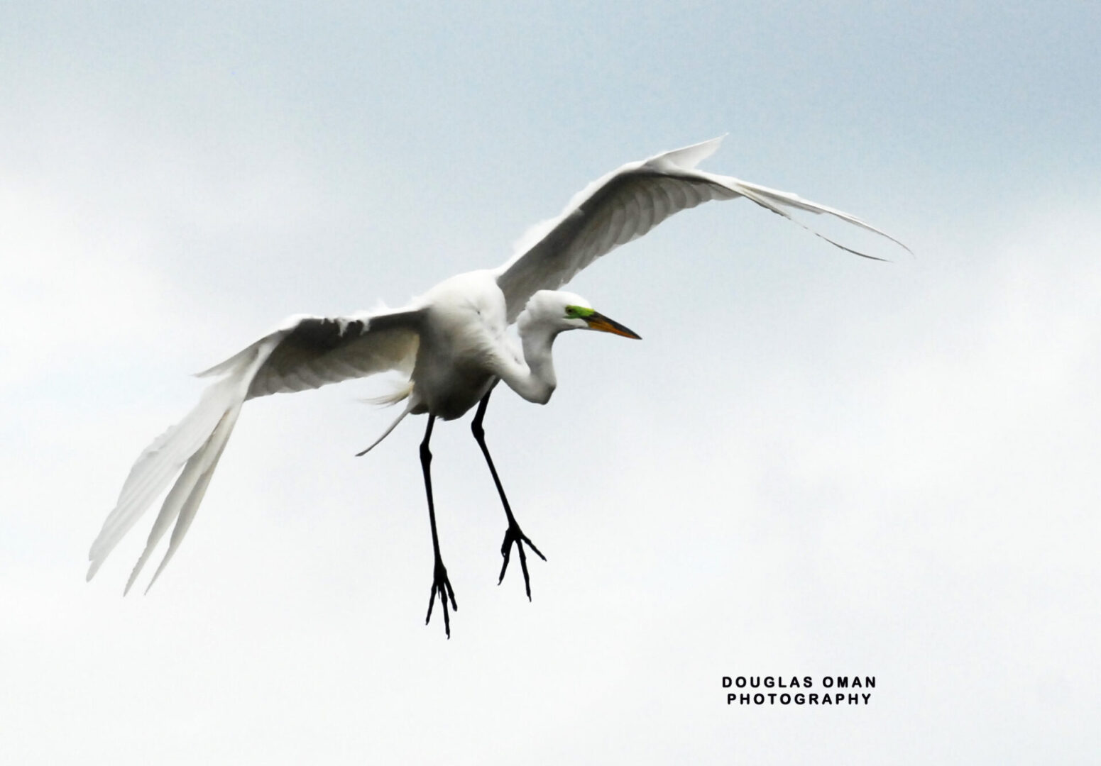 A bird flying in the sky with its wings spread.