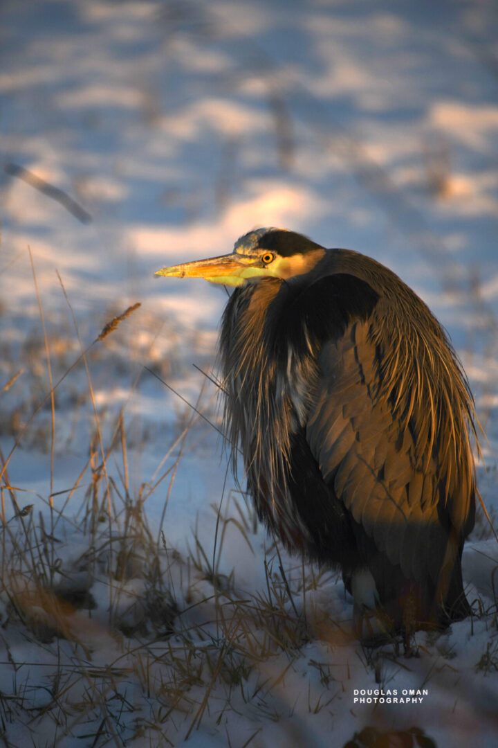 A bird standing in the snow near some tall grass.