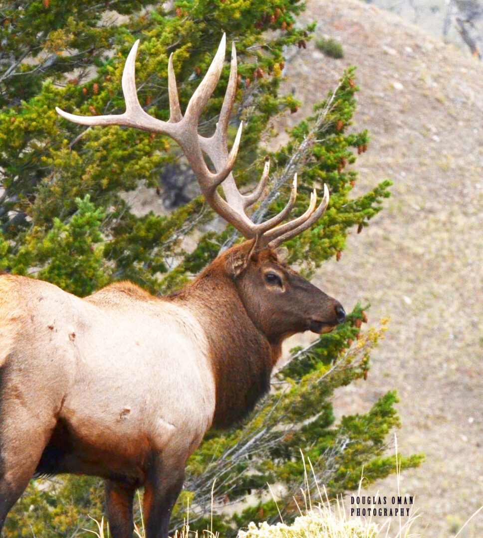 A large elk with big horns standing next to trees.