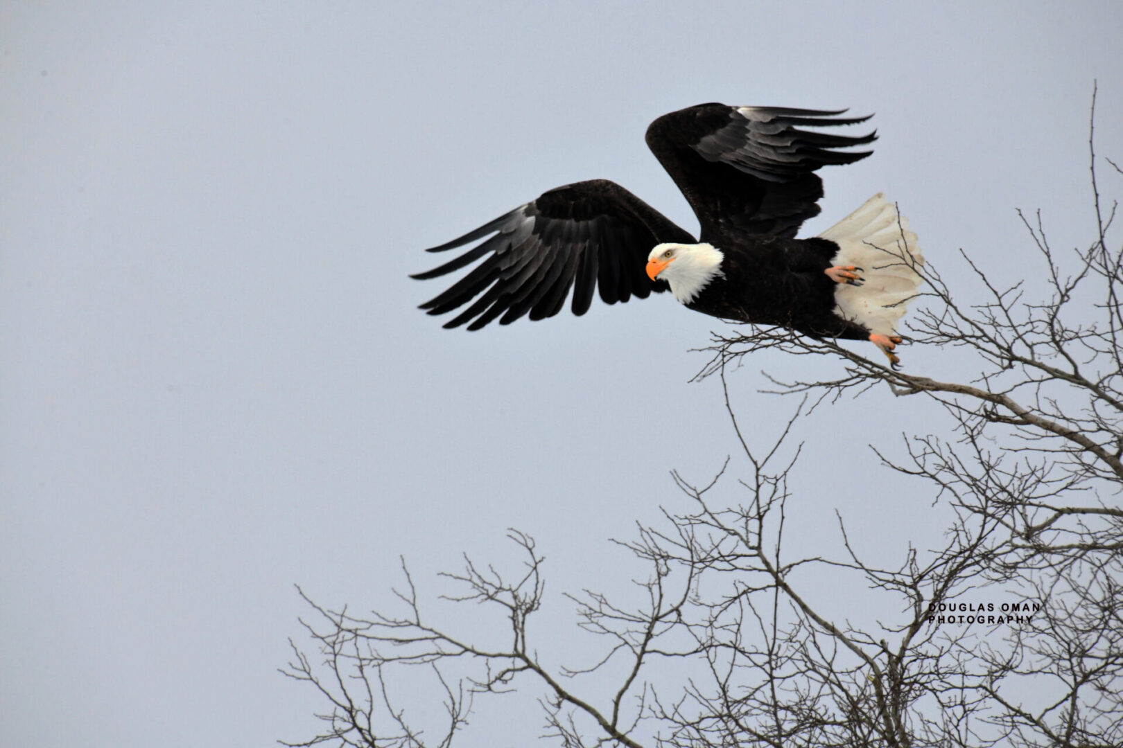 A bald eagle flying through the air over trees.