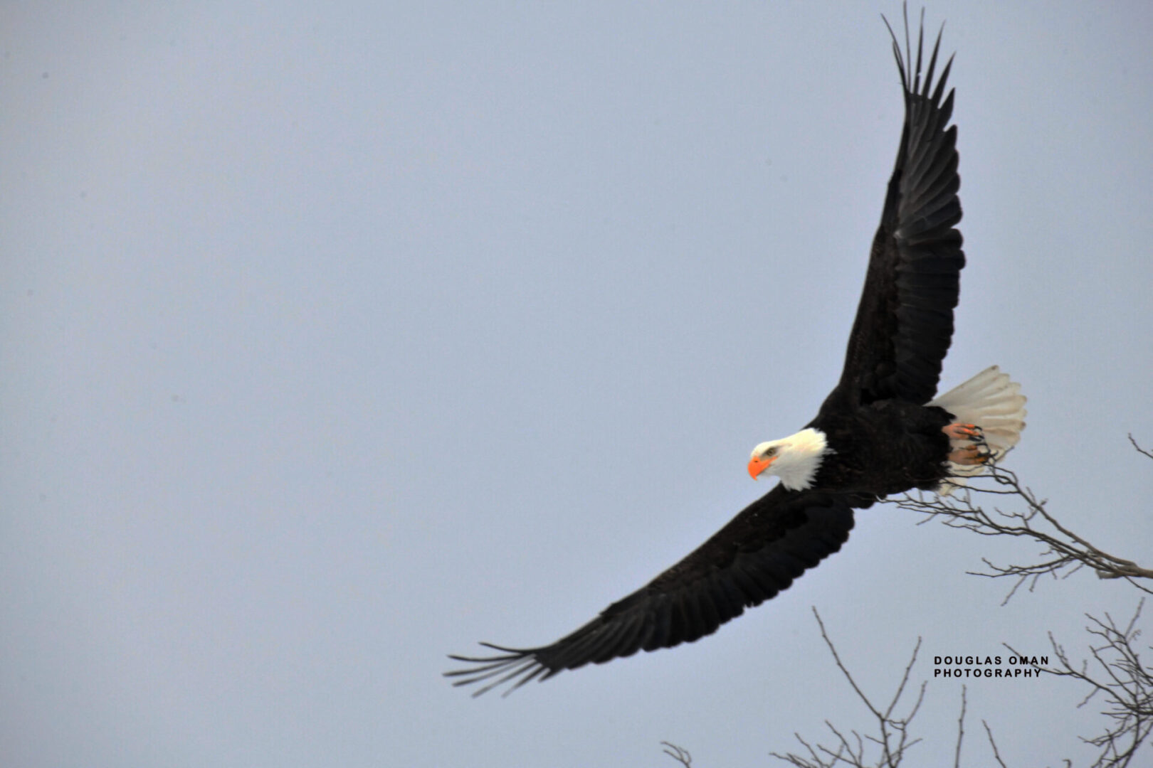 A bald eagle flying in the sky over trees.