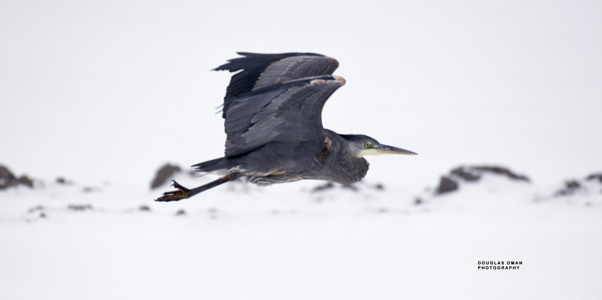 A bird flying in the air with its wings spread.