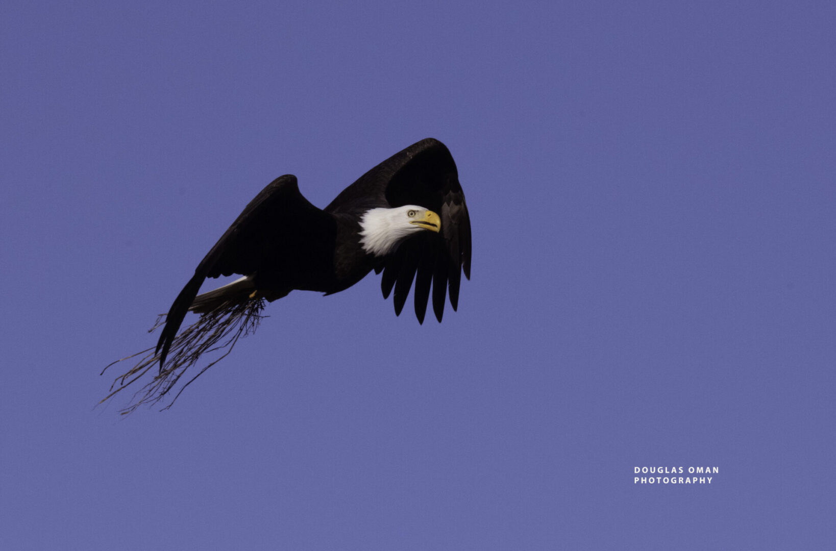 A bald eagle flying in the sky with its wings spread.