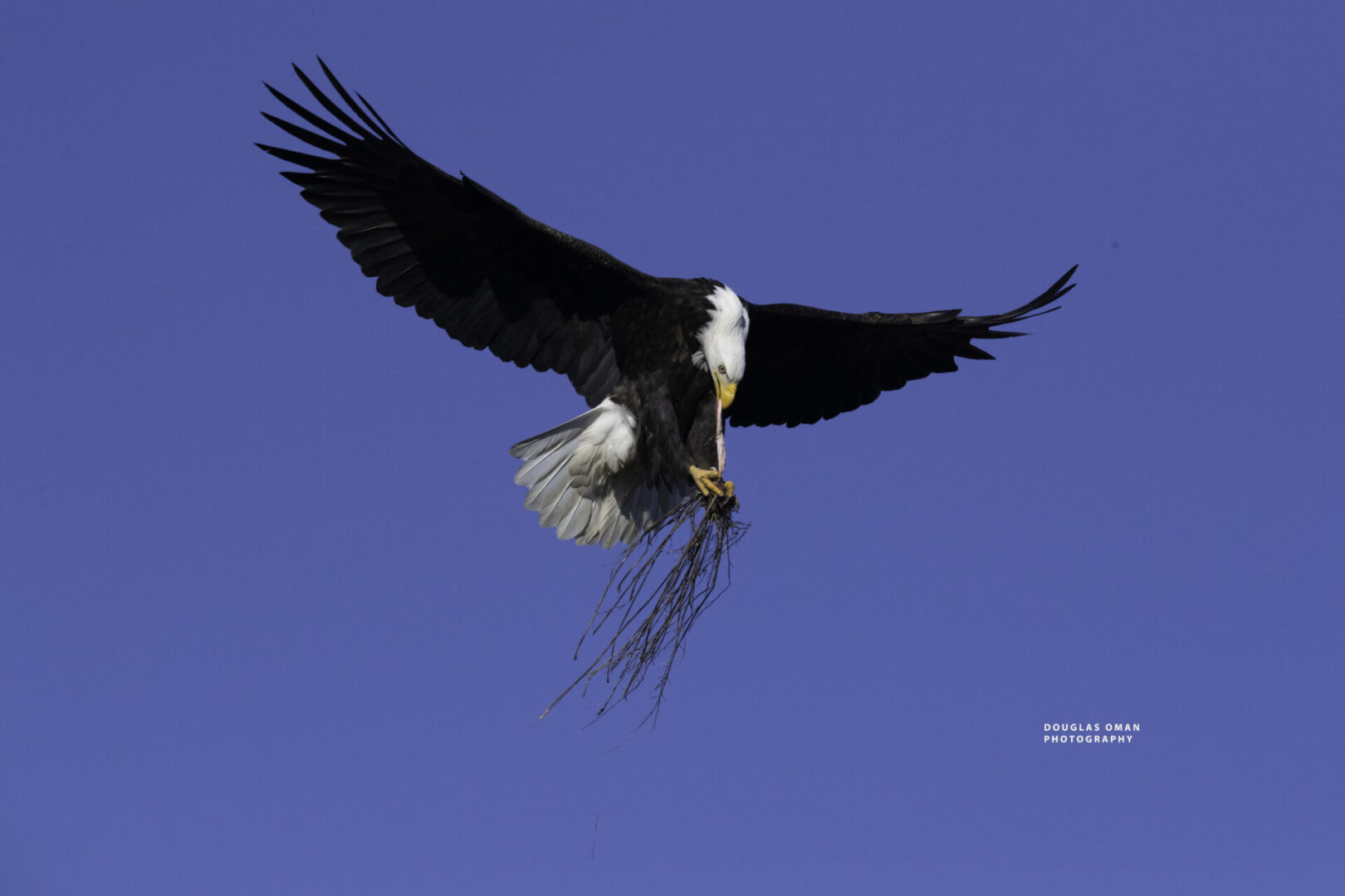 A bald eagle flying with a branch in its mouth.