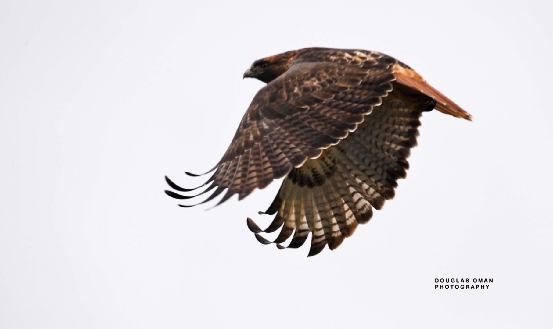 A bird flying in the sky with its wings spread.