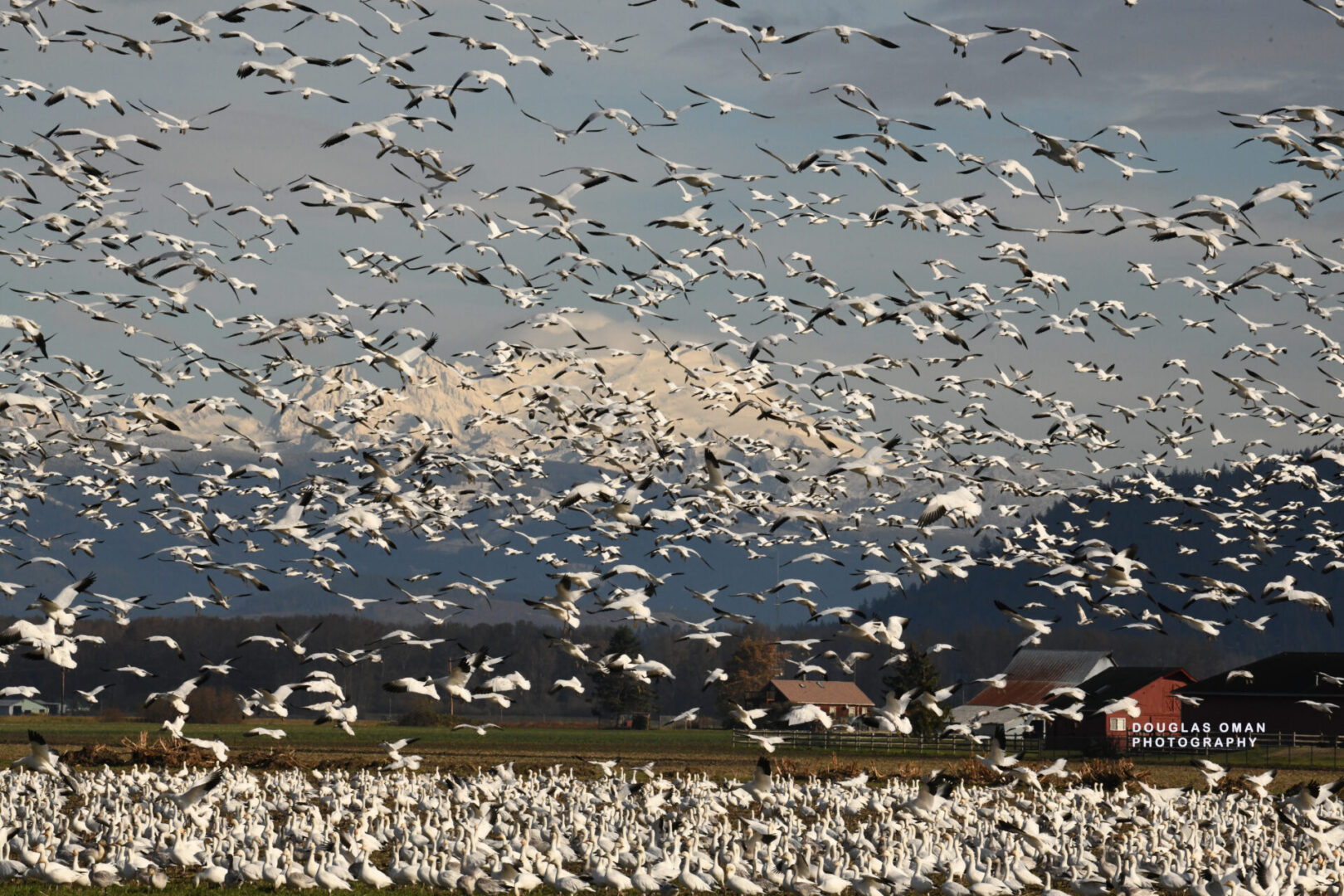 A flock of birds flying over a field.