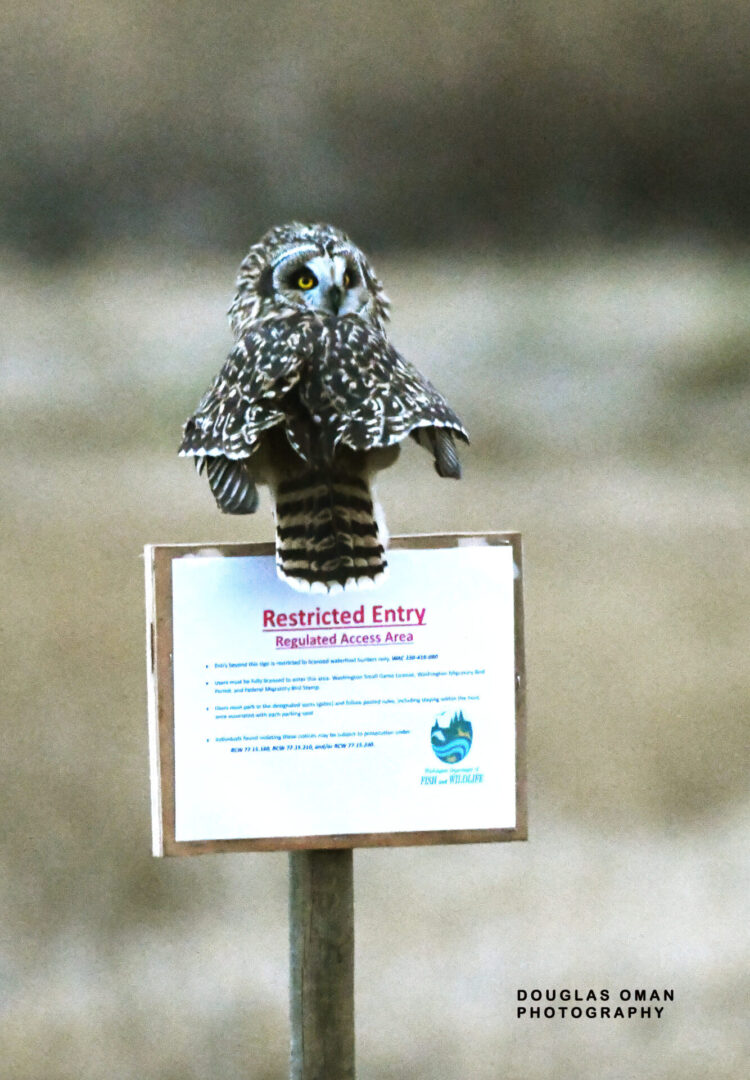 A bird sitting on top of a sign.