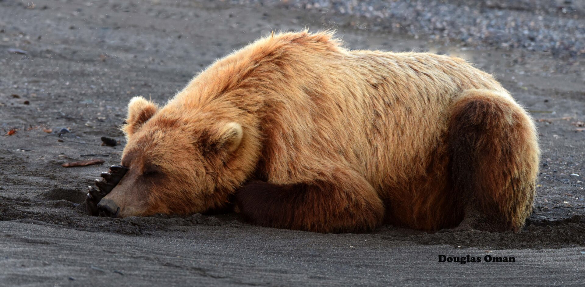 A bear laying on the ground with its head down.