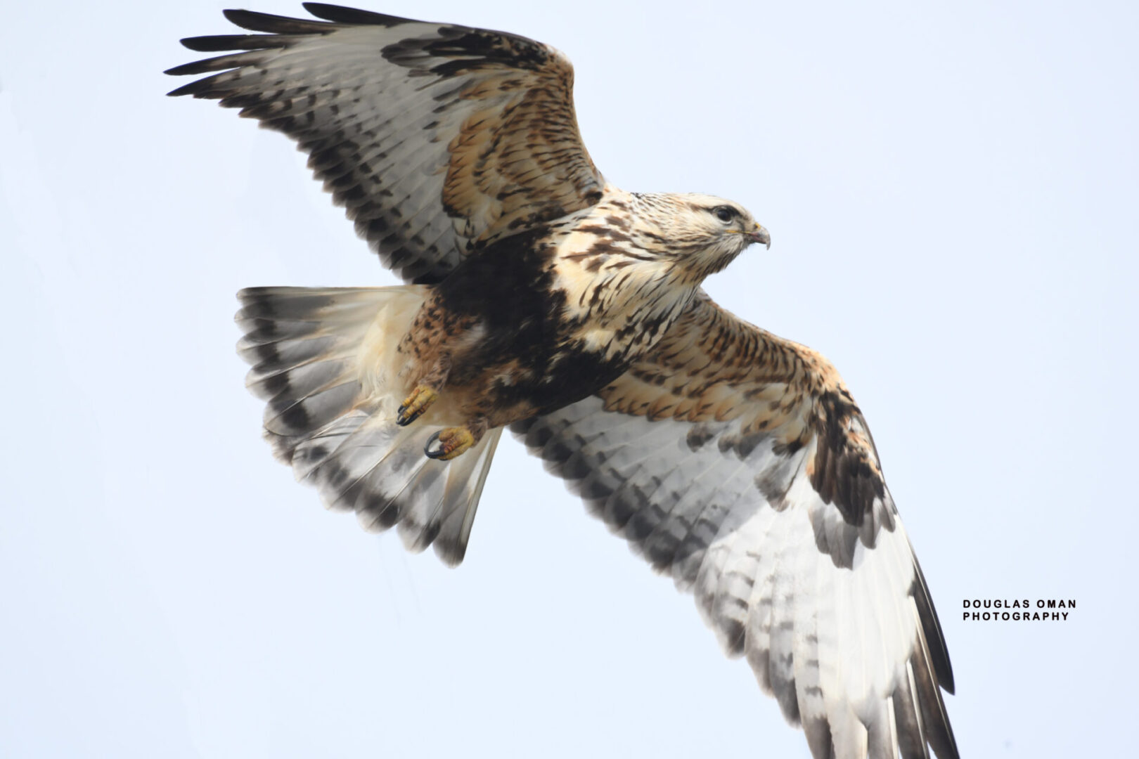 A hawk flying in the sky with its wings spread.