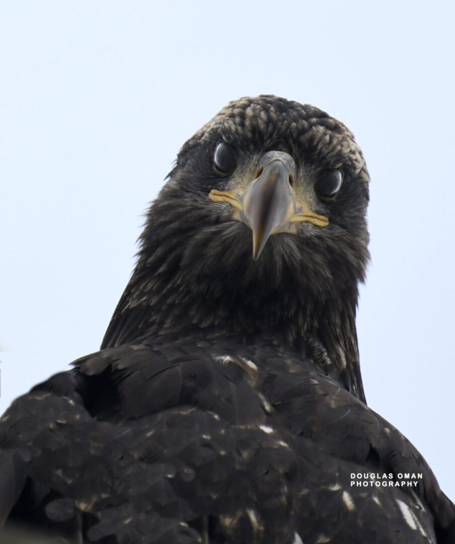 A close up of the head and face of a bird.