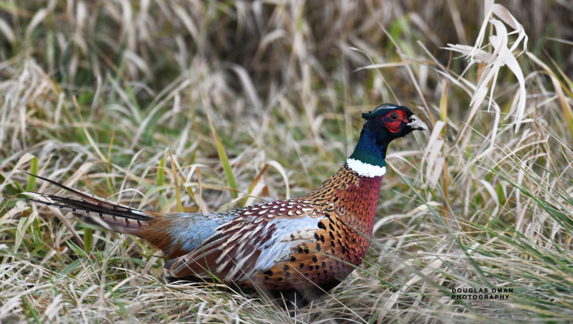 A colorful bird is sitting in the grass.