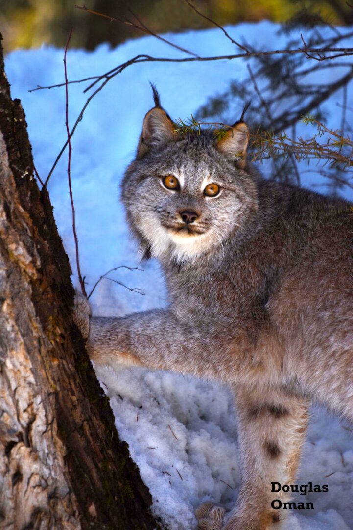 A cat standing next to a tree in the snow.