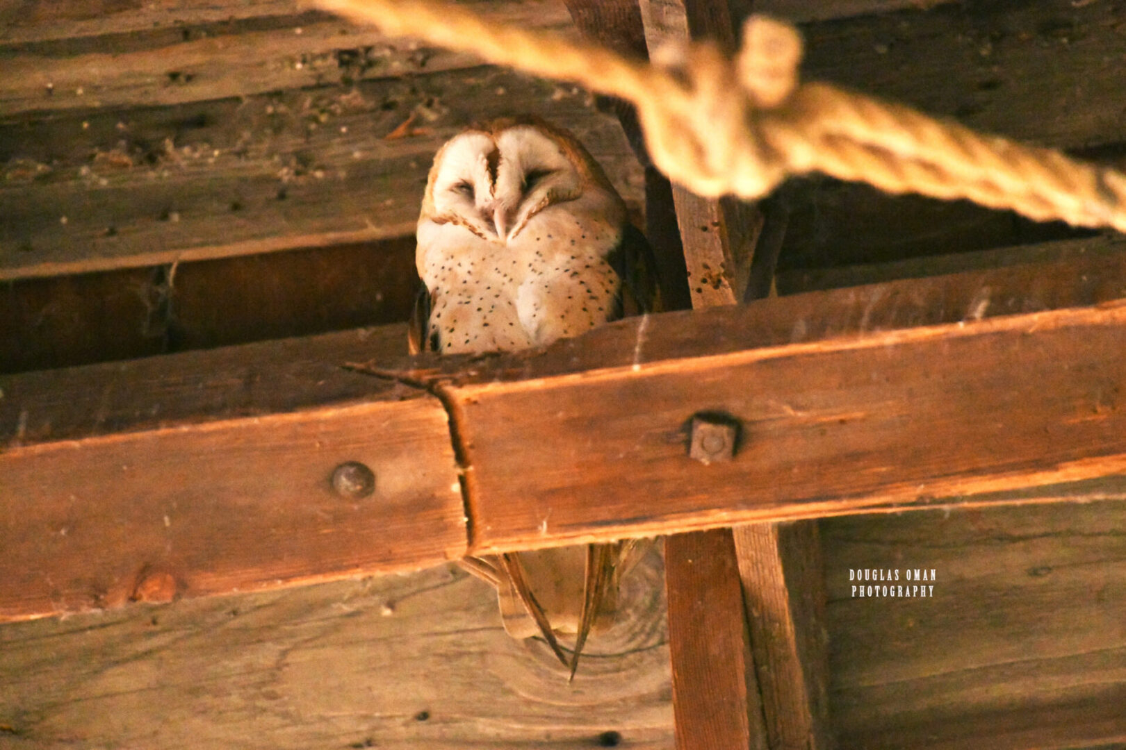 A barn owl is looking down at the camera.