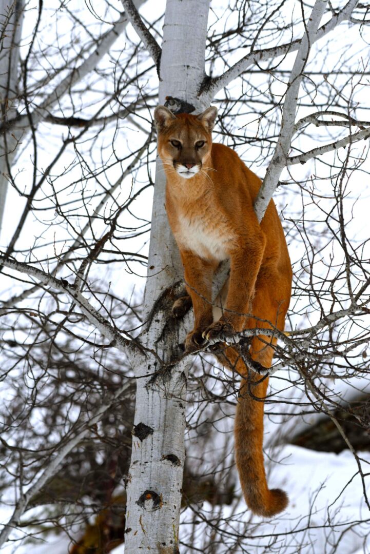 A cat is standing on the branch of a tree.