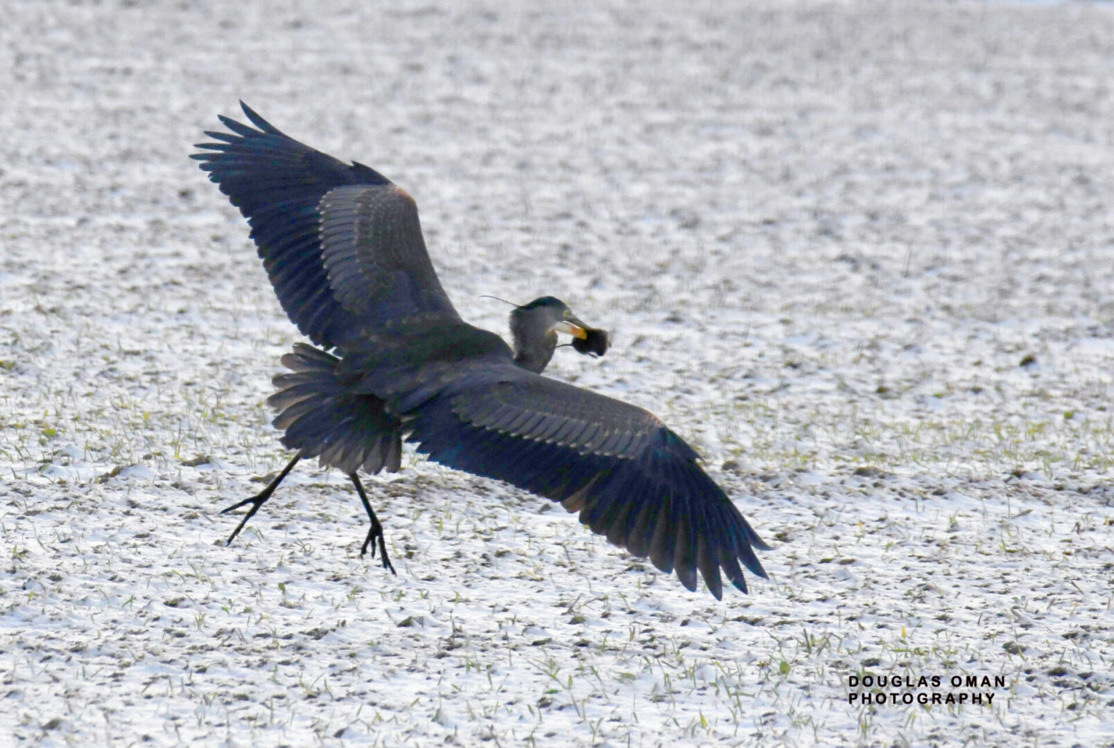 A bird flying over the water with its wings spread.