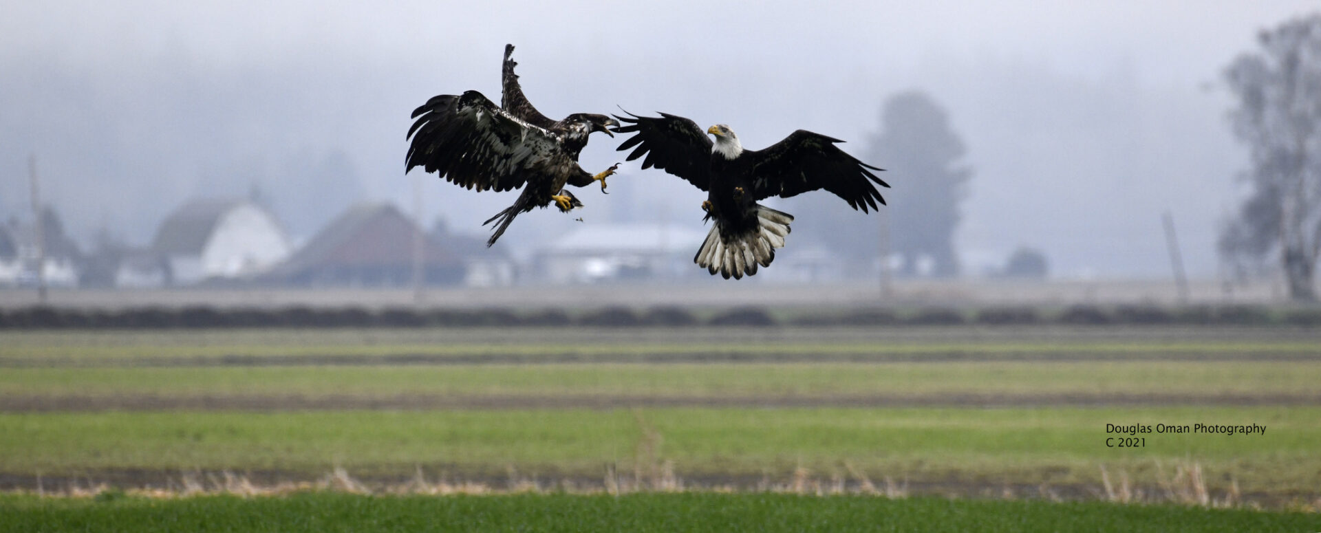 Two birds are fighting in the air over a field.